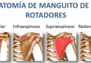Anatomía del manguito rotador del hombro