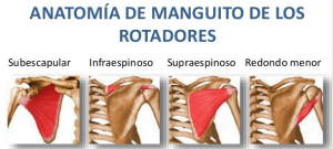 Anatomía del manguito rotador del hombro