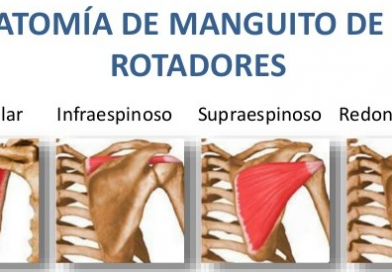Anatomía del manguito rotador del hombro